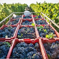 Gaffino - Percorso selezione Lazio Gaffino