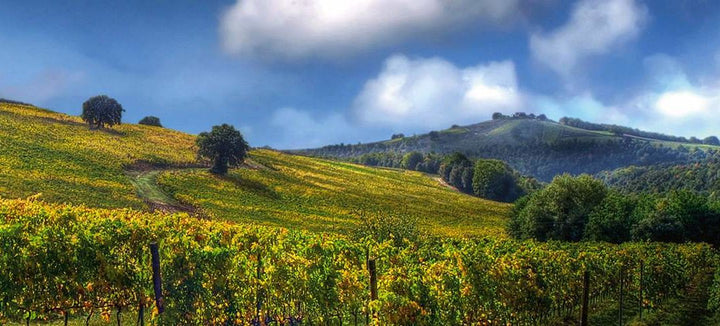 Perchè la primavera è perfetta per le degustazioni in cantina