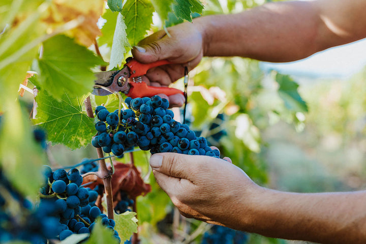 Vendemmia ad agosto: perché sempre più cantine anticipano la raccolta delle uve