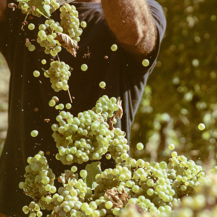 Castello Monte Vibiano, la cantina “boutique” nel cuore verde d’Italia