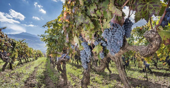 Nerello Mascalese, il Principe dell’Etna