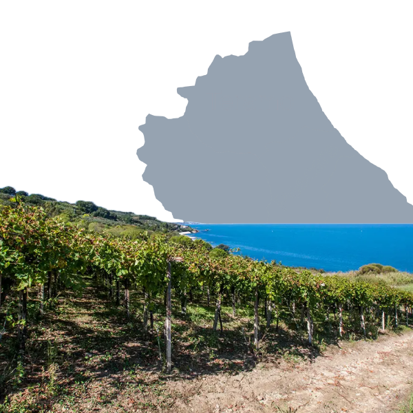 Vigneti della regione Abruzzo