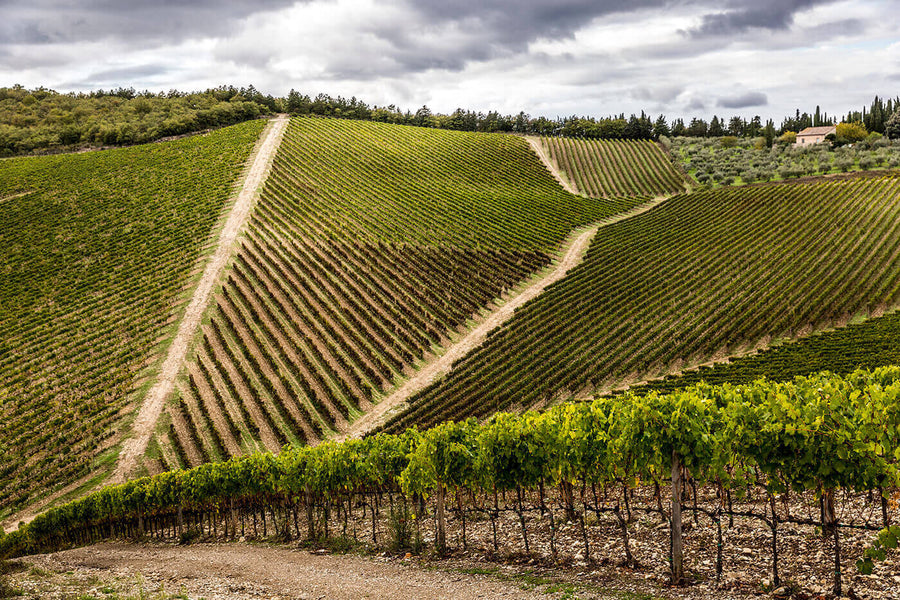 Frescobaldi Tenuta Perano - Degustazione di vino esclusiva