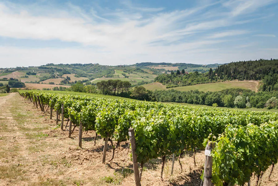 Frescobaldi Tenuta Castiglioni- Degustazione di vino esclusiva