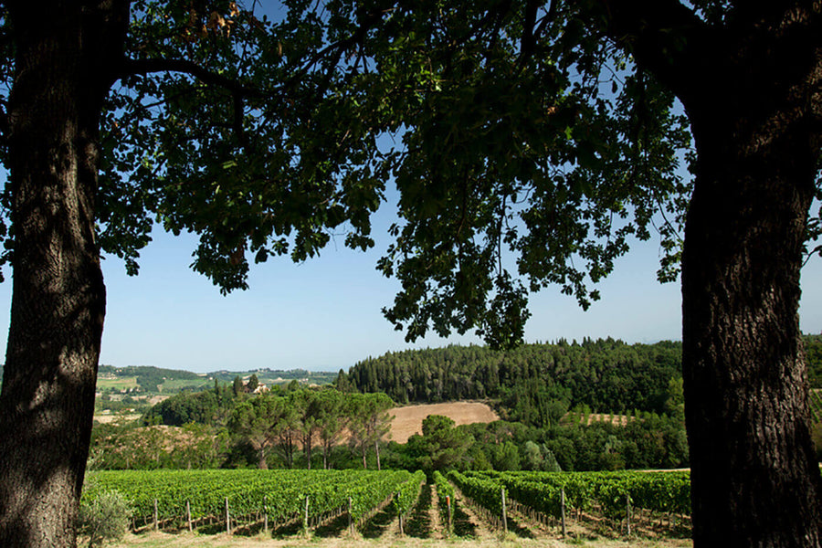 Frescobaldi Tenuta Castiglioni- Degustazione di vino esclusiva