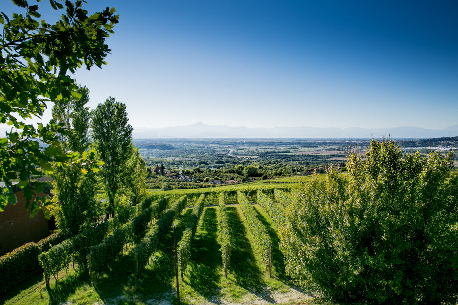 Cantina Bel Colle - Cru di Langa - Piemonte