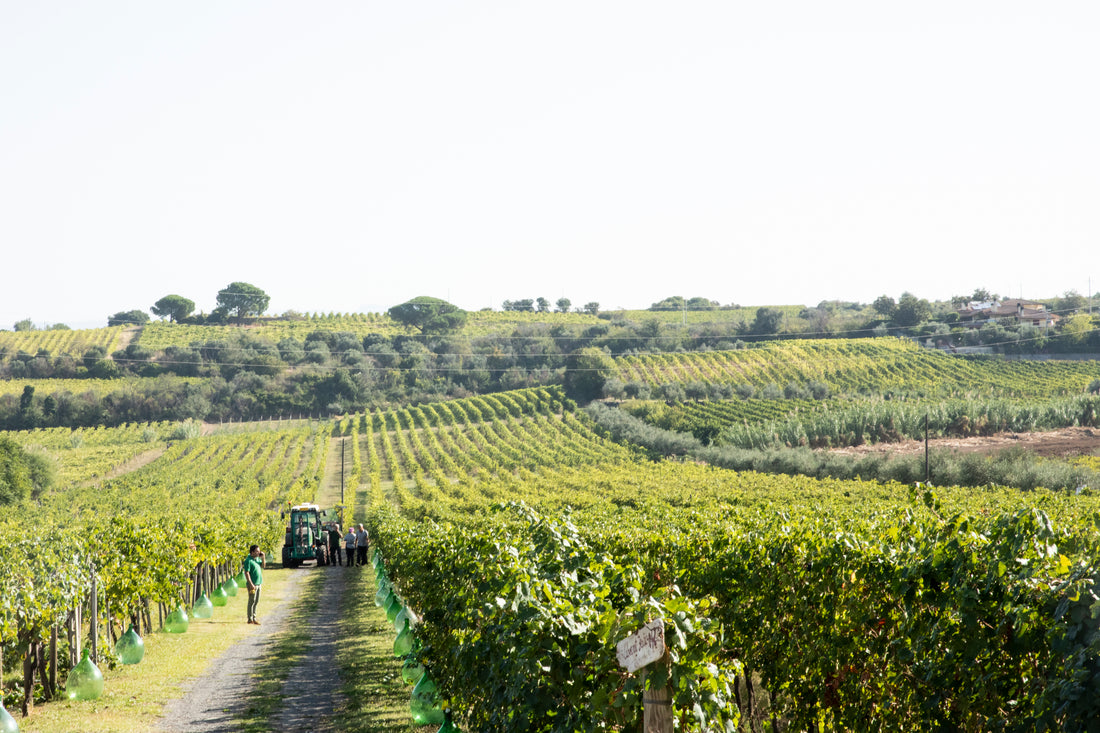 De Sanctis - Degustazione 3 Vini Lazio De Sanctis