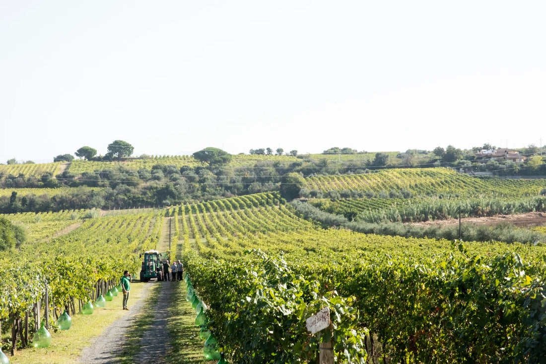 De Sanctis - Volo in elicottero e degustazione a Frascati