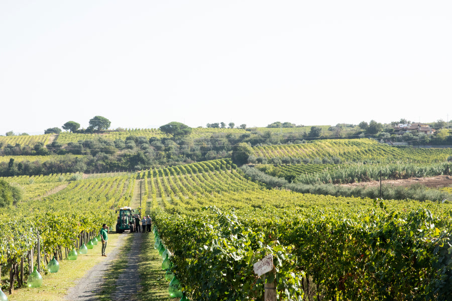 De Sanctis - Degustazione 3 Vini Lazio De Sanctis