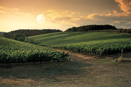 Tenuta Antinori Tignanello - Degustazione di vino esclusiva