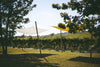 Az. Agricola Manuelina - Degustazione premium