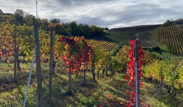 Conte Vistarino - Degustazione in magnum - Lombardia