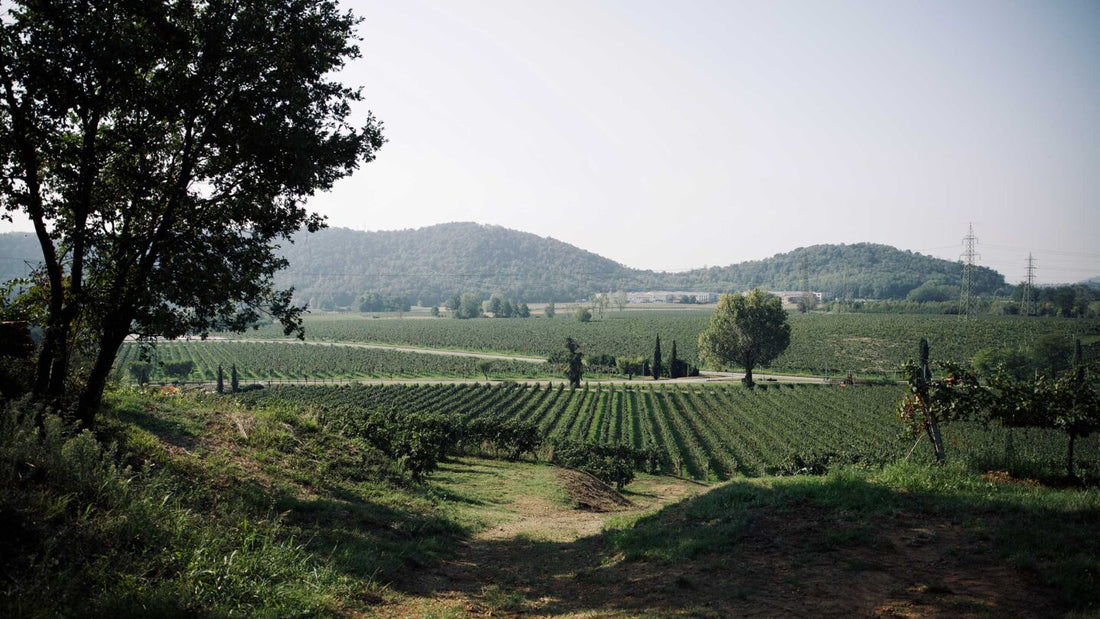 Villa Franciacorta - Visita con Degustazione