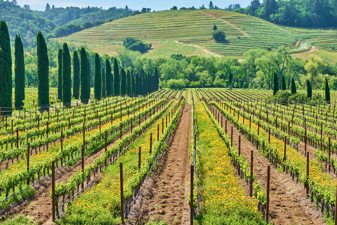 Soggiorno Luxury in Wine Resort - Italia