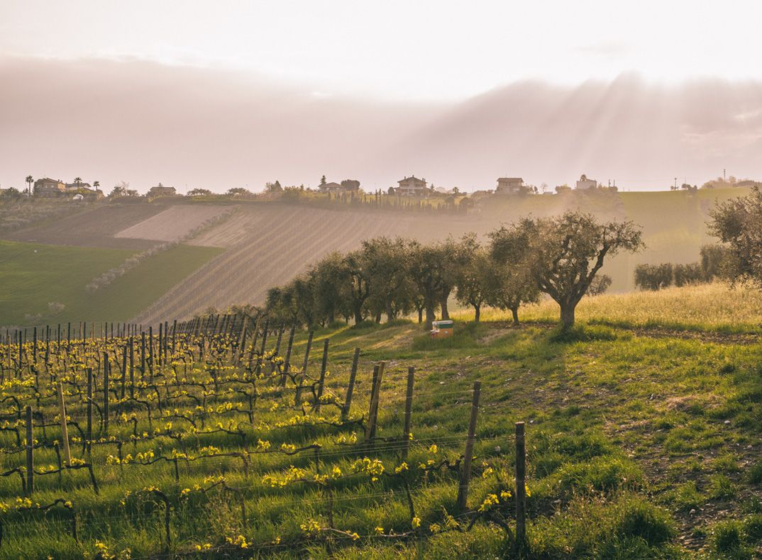 Controguerra - Tour 2 giorni - WINERIES