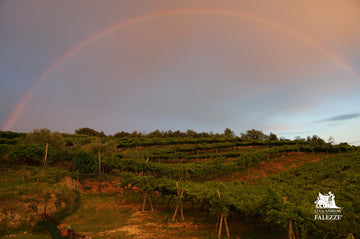 Falezze - Degustazione di vino