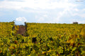 Castello di Tassarolo - Solo Vino