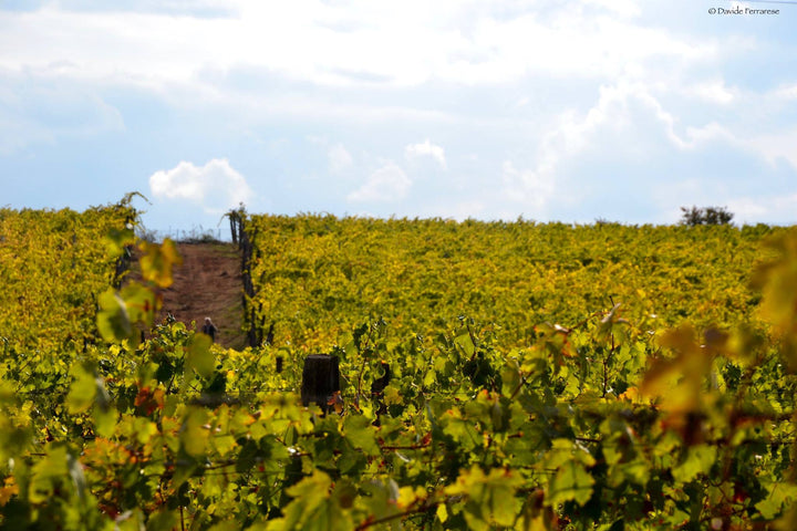 Castello di Tassarolo - Solo Vino - Piemonte