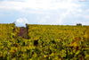 Castello di Tassarolo - Degustazione alla Cieca