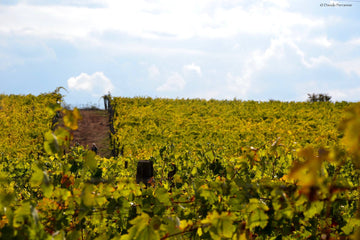 Castello di Tassarolo - Alla Cieca - Piemonte