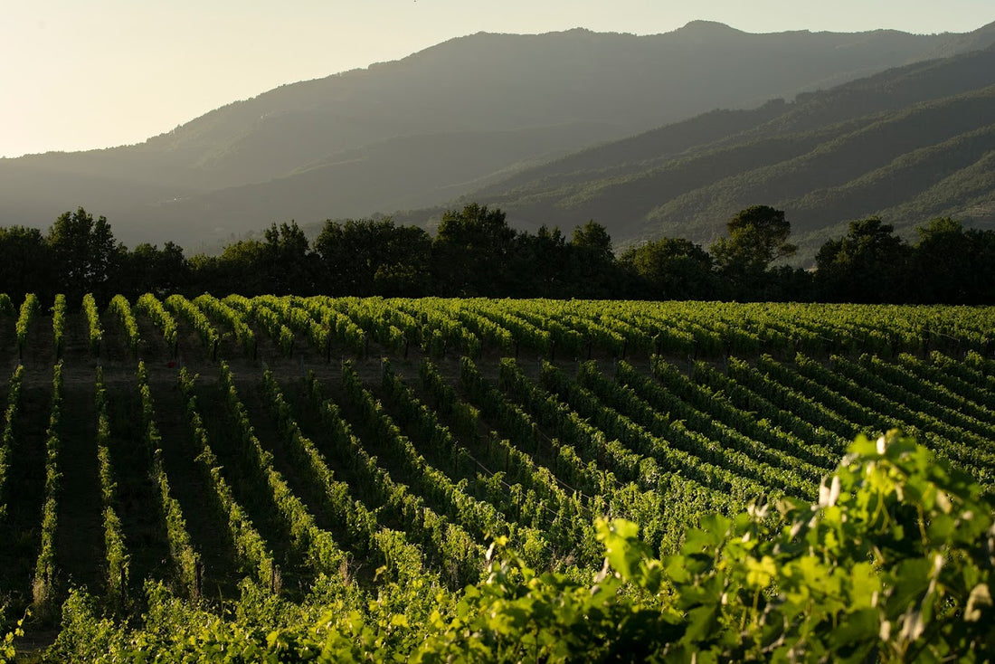 Tenuta sette ponti - Degustazione di vino esclusiva