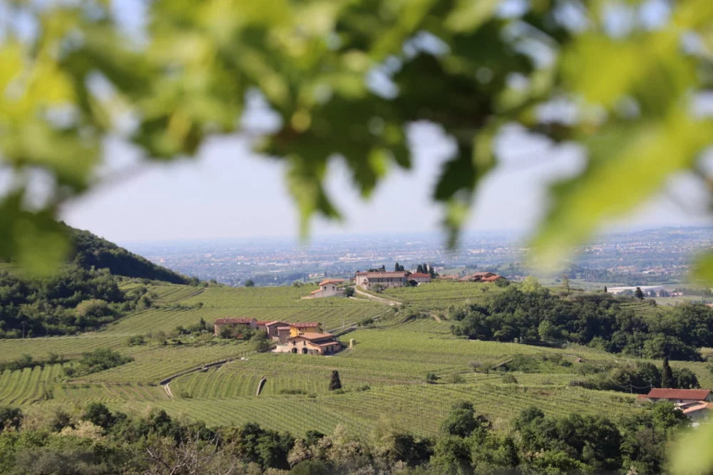 Le Bignele - L’arte del vino - WINERIES