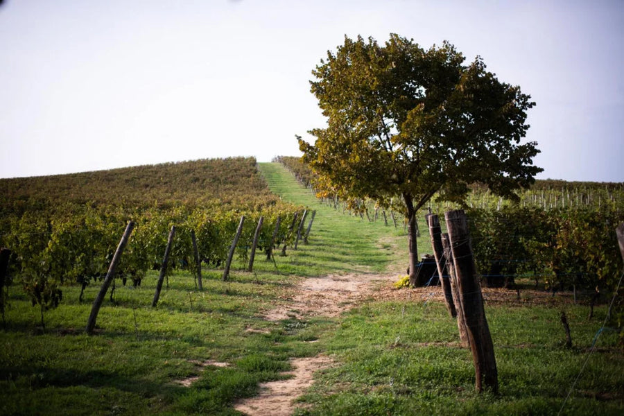 Azienda Agricola AleMat - Classica - WINERIES