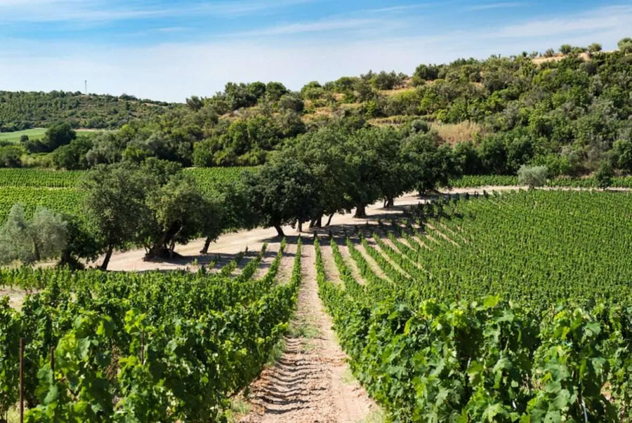 Mazzei Zisola - Degustazione di vino esclusiva