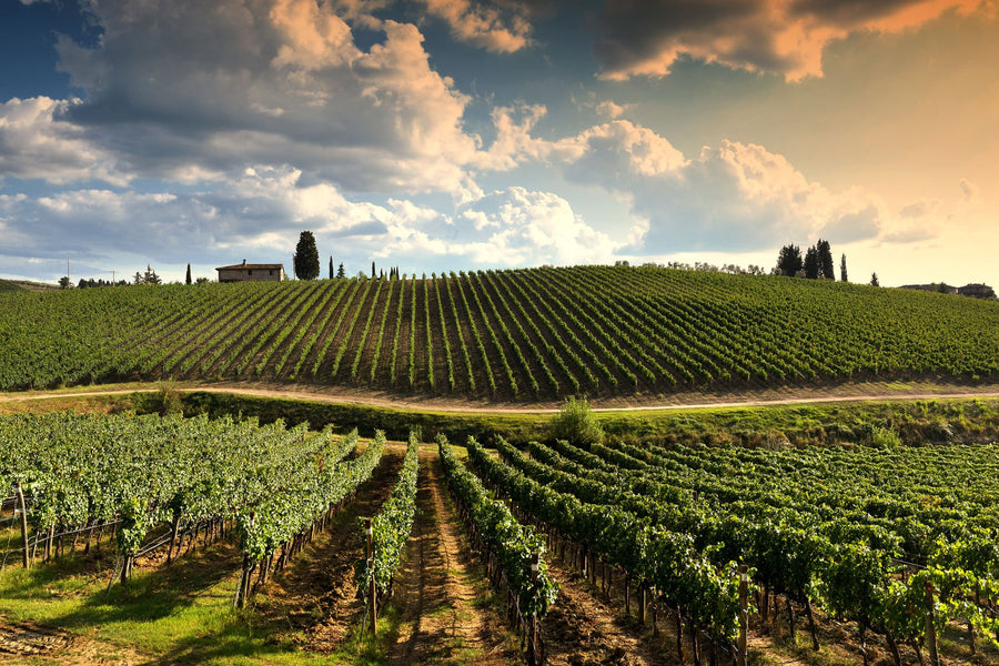 Colline Aprutine - Tour 2 giorni - WINERIES