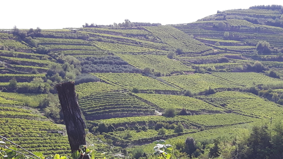 Azienda Agricola Casarotto - Degustazione Super - Veneto