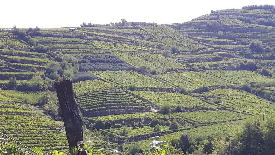 Azienda Agricola Casarotto - Degustazione Base - Veneto