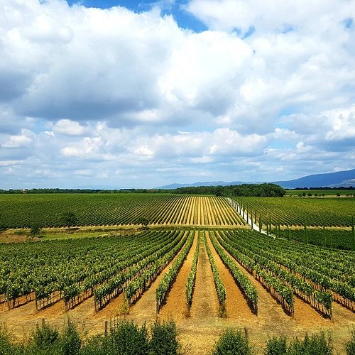 Tenuta Antinori La Braccesca - Degustazione di vino esclusiva