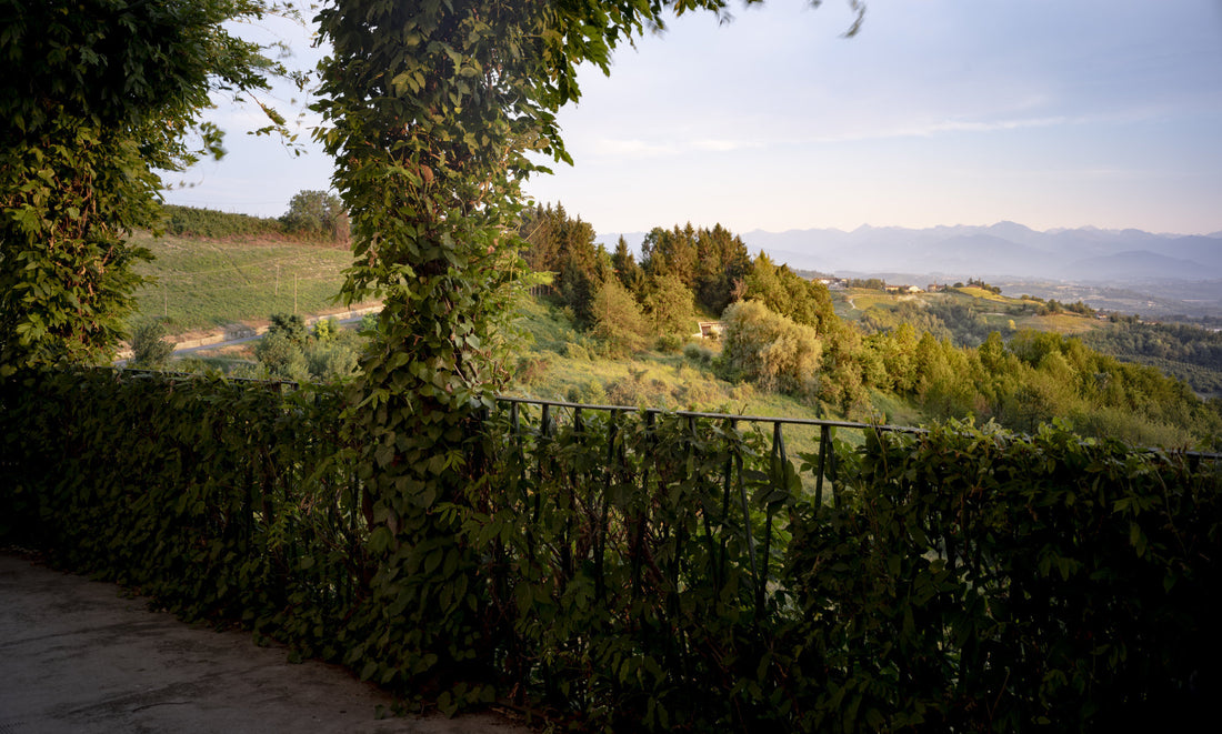 Cantine Luzi Doandei - Degustazione vini Top Piemonte - Piemonte