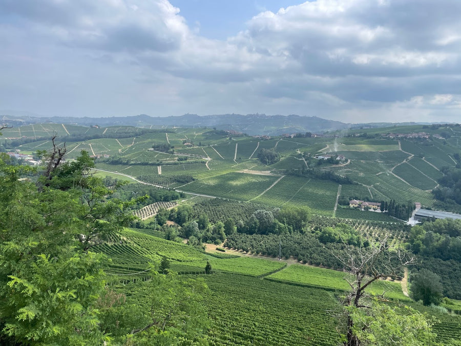 Vietti - Degustazione di vino esclusiva