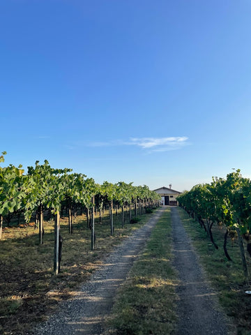 Cantina Costantini - Degustazione Classica