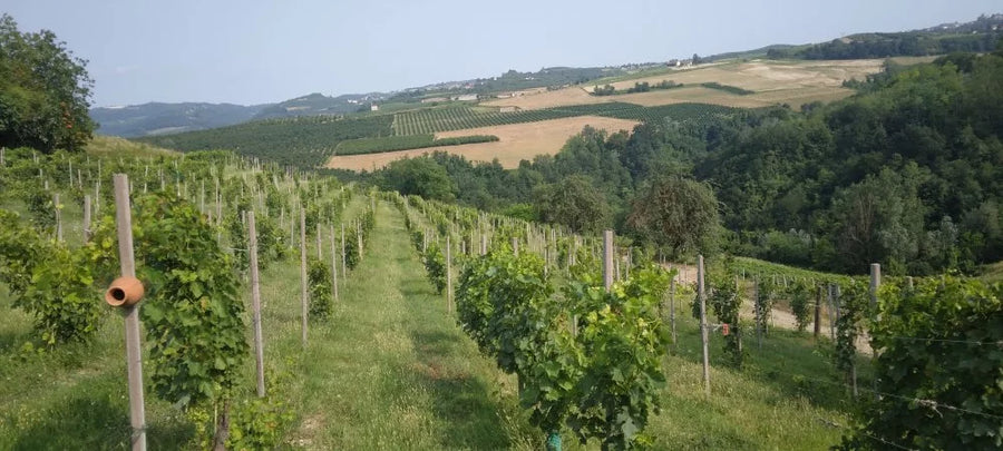 Aldo Marenco - Aperitivo in Cantina