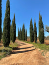 Augustali - In Sicilia tra vigneti e cantina
