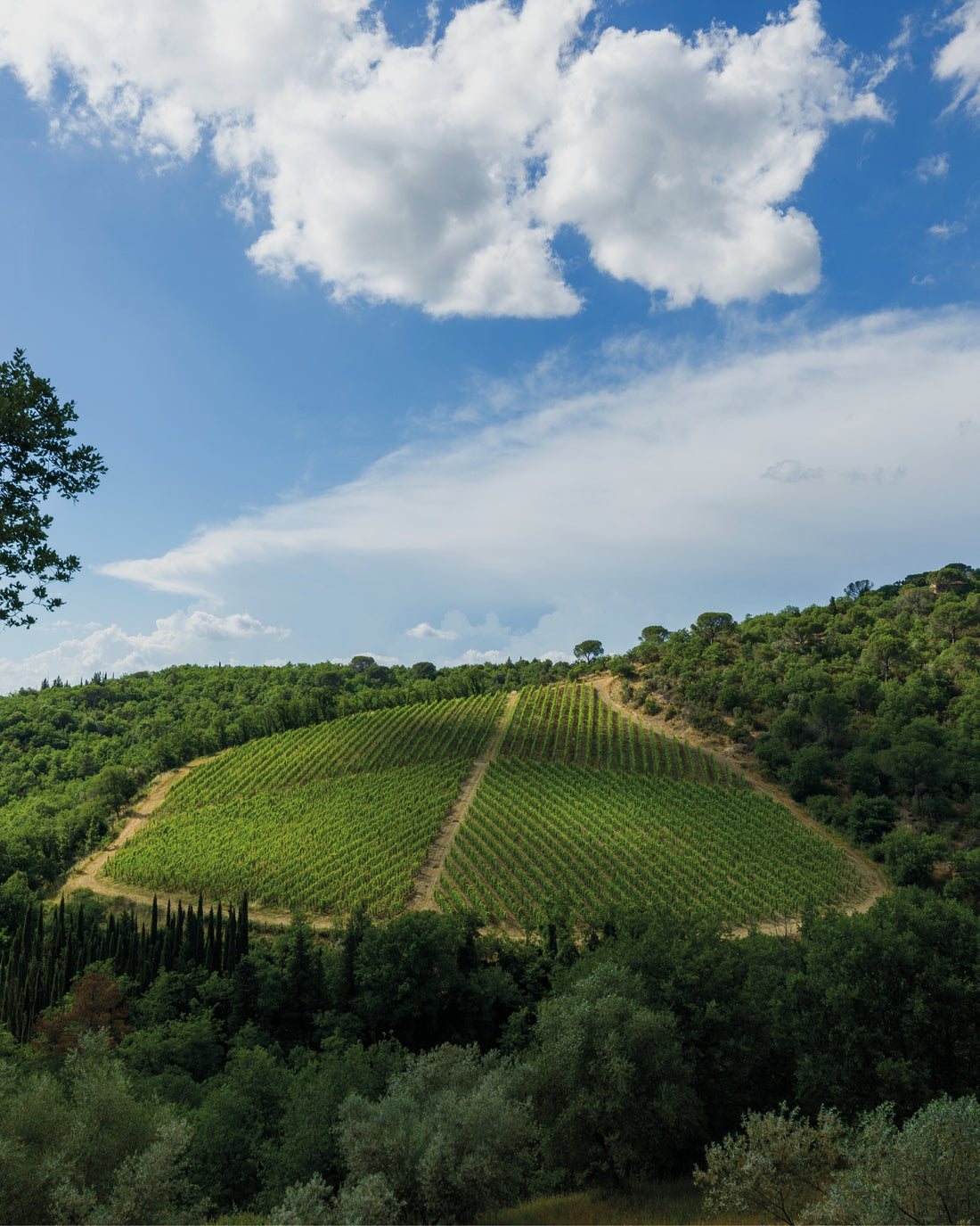 Querciabella - Degustazione di vino esclusiva