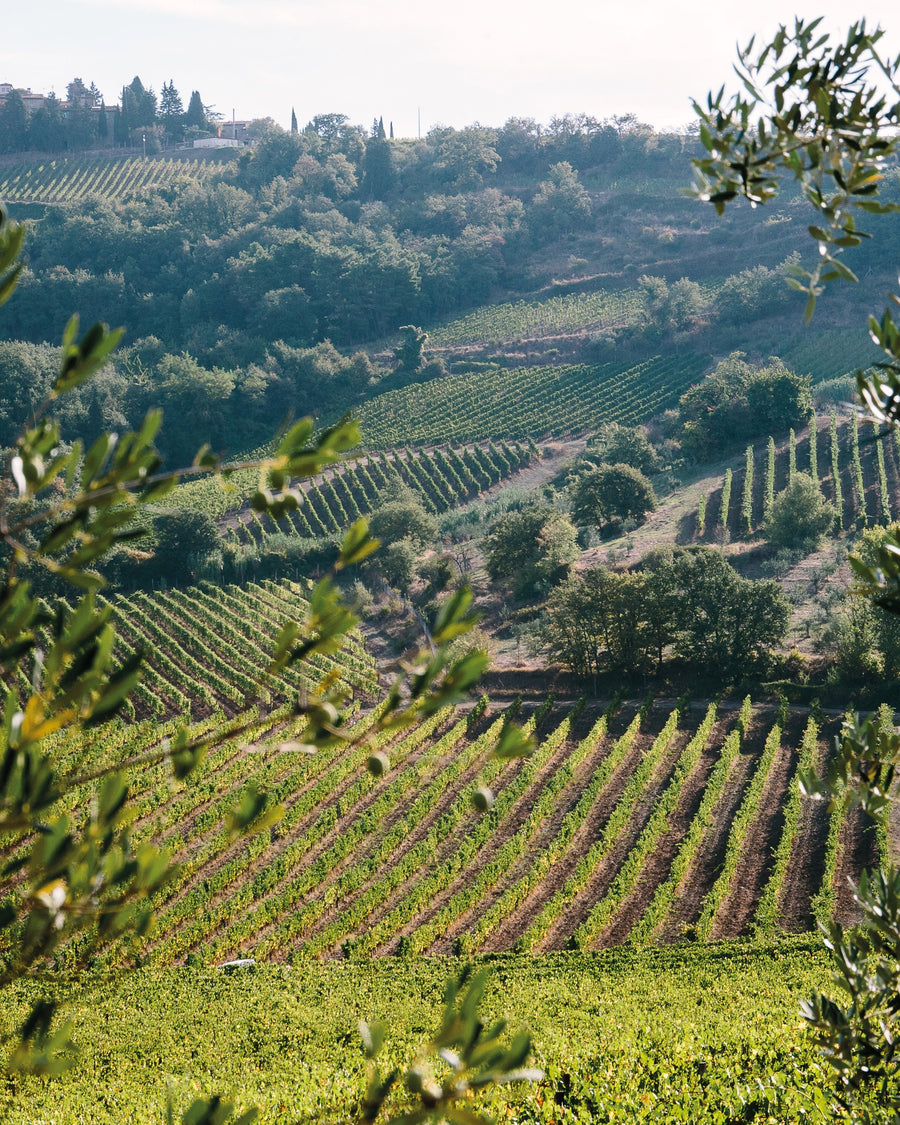 Querciabella - Degustazione di vino esclusiva