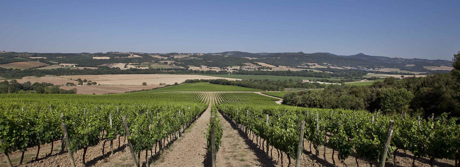 Tenuta Antinori Pian delle vigne - Degustazione di vino esclusiva