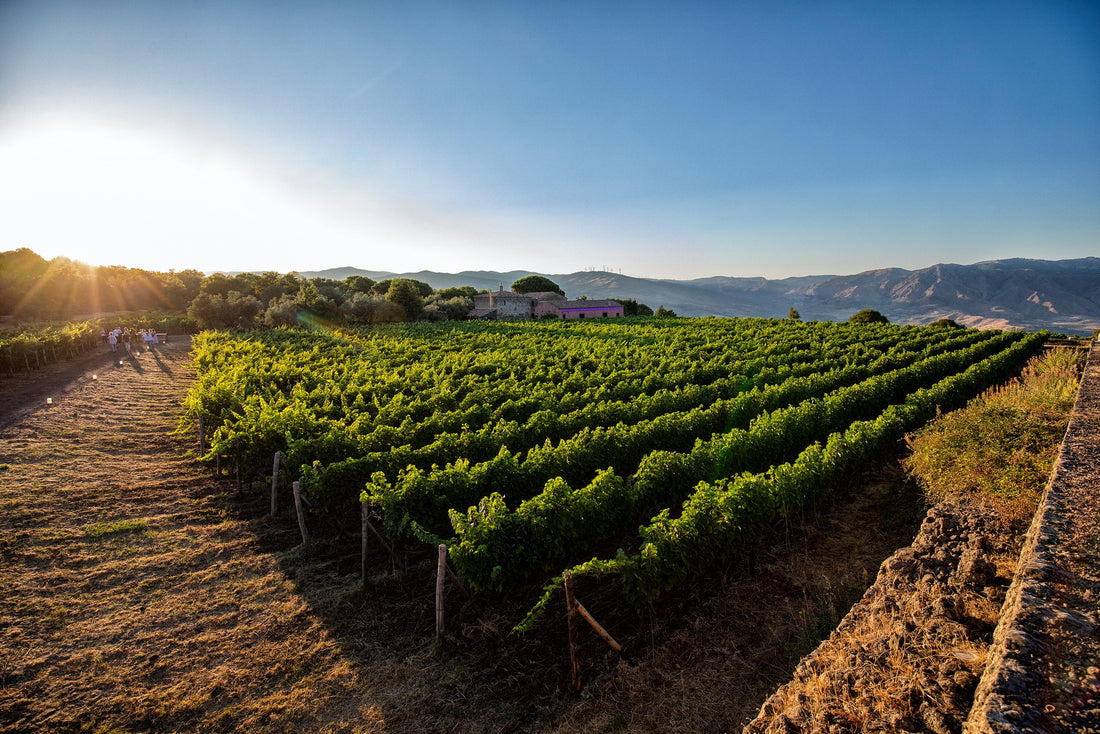 Planeta - Degustazione di vino esclusiva