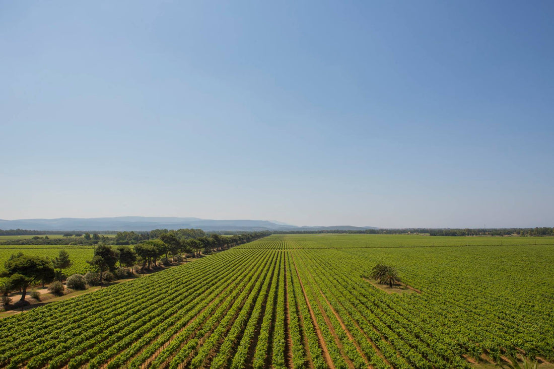 Sella e Mosche - Degustazione di vino esclusiva