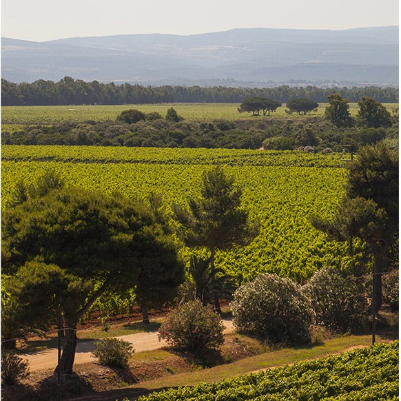 Sella e Mosche - Degustazione di vino esclusiva