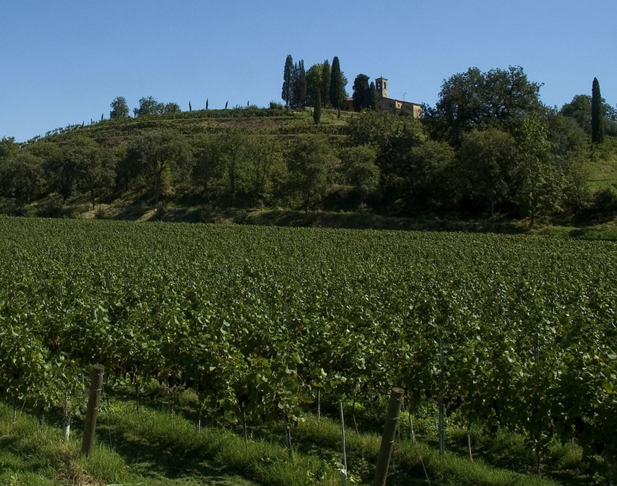 Tenuta Antinori Montenisa - Degustazione di vino esclusiva