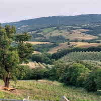 Fattoria La Maliosa - Picnic in vigna sotto la Grande Quercia - WINERIES