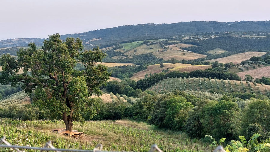 Fattoria La Maliosa - Picnic in vigna sotto la Grande Quercia - WINERIES