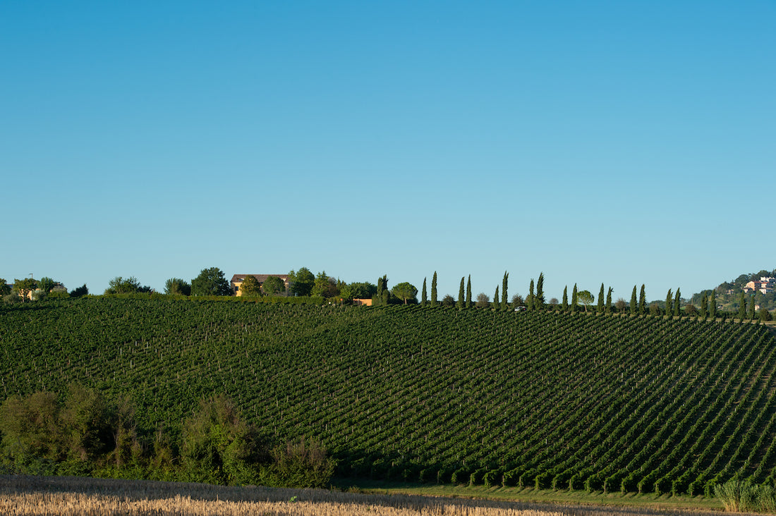 Umani Ronchi - Degustazione di vino esclusiva