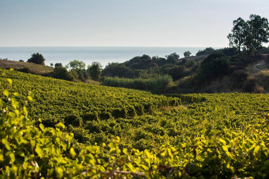 Librandi - Degustazione di vino esclusiva