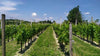 La Mondianese - I nostri Classici