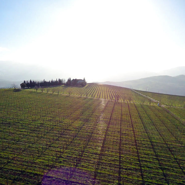 Podere Castorani - Linea Amorino